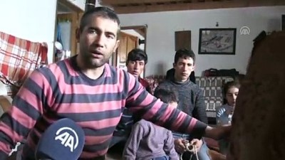 kucuk kiz - Ayağı kesilen buzağıya evde bakıyorlar - AĞRI Videosu