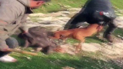 karacaoren -  Oklu kirpinin öldürülmesiyle ilgili inceleme başlatıldı  Videosu