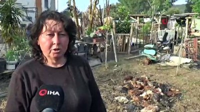 tavuk ciftligi -  Aç kalan sokak köpekleri 100 tavuğu telef etti  Videosu