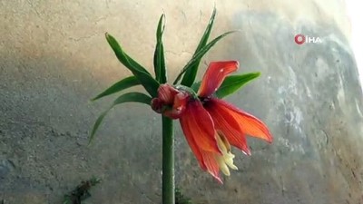  Çiçek açan ters laleler kar altında kaldı