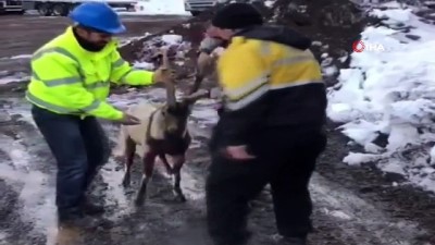 yaban kecisi -  Aç kalan dağ keçisi şantiyeye girdi Videosu
