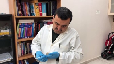 Ddört ayaklı civciv - HATAY