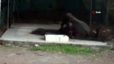 eziler -  - Filin Altında Kalan Bakıcı Kurtarılamadı Videosu