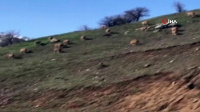 keci -  Karlı dağlarda aç kalan dağ keçileri köye indi  Videosu