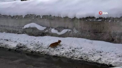  Kedinin karla imtihanı 