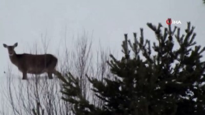  Kızıl geyikler Giresun dağlarında görüntülendi 