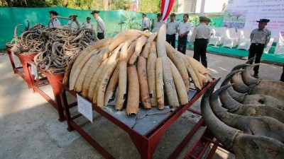 akalan - Myanmar: Dünya Vahşi Hayat Günü kapsamında yüzlerce kaçak fil dişi imha edildi  Videosu