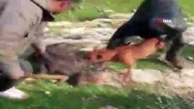 karacaoren -  Oklu kirpiyi öldüren şahıslar yakalandı Videosu