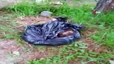 ormanli -  Ölü kedileri poşete koyup ormana attılar  Videosu