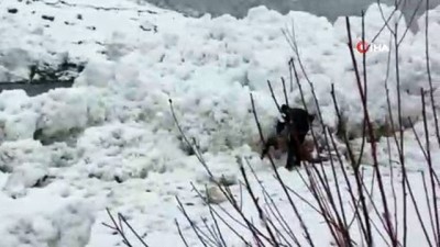 yaris -  Şırnak’ta çığ düştü, vatandaşlar tehlikeye aldırış etmeden balık topladı  Videosu