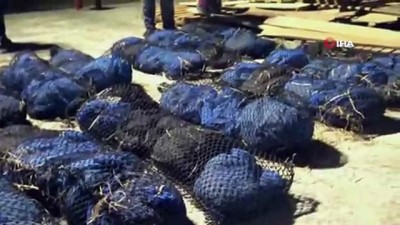  - Tayland'da 80 Karıncayiyen Ele Geçirildi 