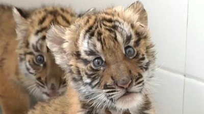 : Bu kaplan yavrularının nesli tükeniyor 