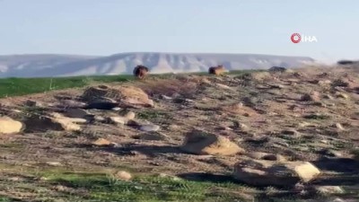 cakal -  Aç kalan çakallar köye indi  Videosu