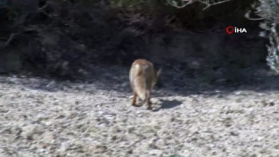 ziyaretciler -  Aç kalan tilki Şehitlik yoluna indi  Videosu