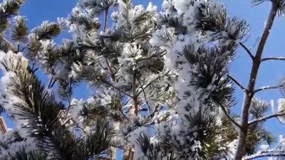 karla mucadele - Ağaçlar çiçek açması gerekirken buz tuttu - KARS  Videosu