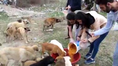 yasam mucadelesi - Atık yemekleri toplayıp sahipsiz hayvanları besliyorlar - KASTAMONU Videosu