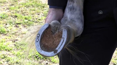 at yarislari - Binicilik tutkusu yaş tanımıyor - ORDU  Videosu