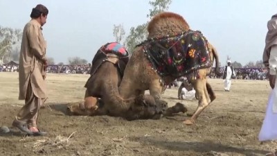 deve guresleri - Pakistan: Resmi olarak yasak olmasına rağmen binlerce kişi deve güreşi festivaline akın etti Videosu