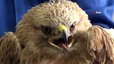 keci -  Saçmaların hedefi olan 'şahin' tedavi altına alındı  Videosu