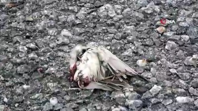 kus surusu -  Açlıktan değil, araçların çarpması sonucu ölüyorlar  Videosu