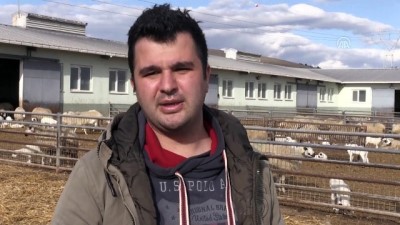 saglik teknisyeni - Amasya'da bir koyun altız doğurdu Videosu