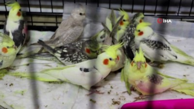 akalan -  İlaçla uyutup keselere koyduğu papağanlarla Kapıkule’de yakalandı Videosu