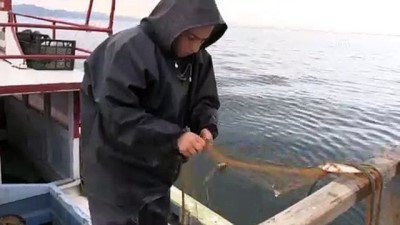 balik agi - Karadeniz'in kadın balıkçıların zorlu mesaisi - RİZE  Videosu