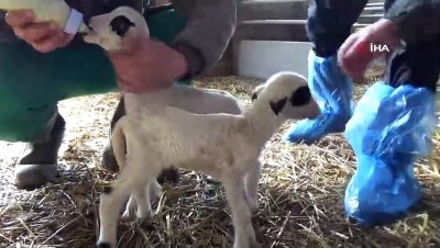 oyunculuk -  Koyun altız yavruladı  Videosu