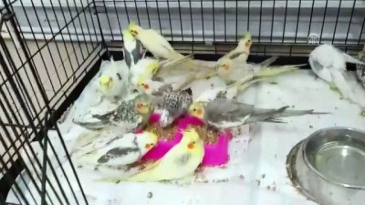 gumruk muhafaza - Papağanları sınırdan kaçak sokmaya çalıştı - EDİRNE  Videosu