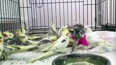 sinir kapisi - Papağanları sınırdan kaçak sokmaya çalıştı - EDİRNE Videosu