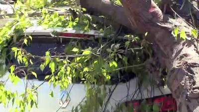 gard - Şiddetli rüzgar aydınlatma direkleri ve ağaçları devirdi - ADANA  Videosu