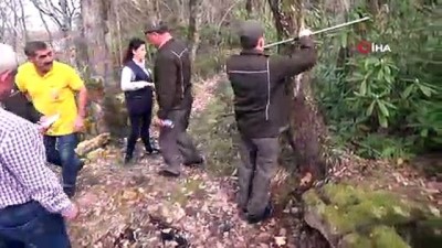 ormanli -  Ordu’nun ormanları kadın şeften soruluyor  Videosu