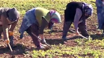 emekci kadinlar - Vali Kocabıyık 8 Mart'ı tarlada çalışan kadın işçilerle kutladı - UŞAK  Videosu