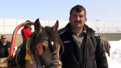 dera - Atlı Kızak Türkiye Şampiyonası başladı - ERZURUM  Videosu