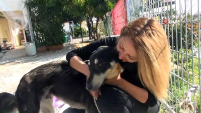 sokak kopegi -  Başına geçirdiği plastik bidon sebebiyle aç susuz bitkin düşen sokak köpeği sağlığına kavuştu  Videosu