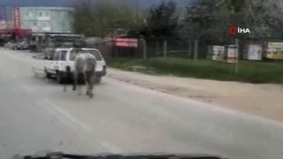  Vicdansız sürücü atını aracının arkasına bağlayıp ana yolda böyle koşturdu 