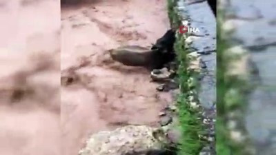 buyukbas hayvan -  Dargeçit'te selde büyükbaş hayvan mahsur kaldı Videosu