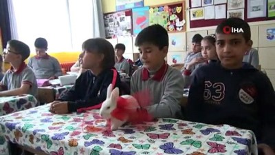 ogretmenler -  'Ders dinleyen tavşan', okulun en gözde öğrencisi oldu  Videosu