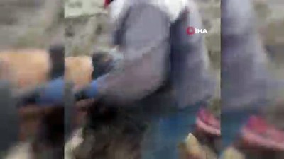 kurtarma operasyonu -  Bataklığa saplanan inek kurtarıldı  Videosu