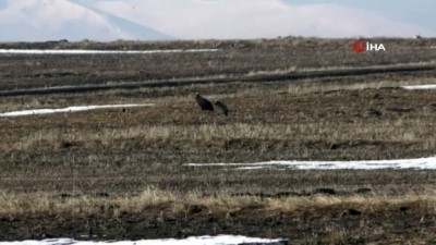  Kars'ın Mezra köyünde çok sayıda akbaba görüntülendi 