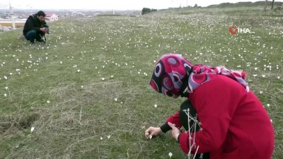 bahar havasi -  Ağrı'da kardelenler açmaya başladı  Videosu