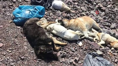  Ankara'da yine köpek katliamı 