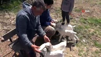 keci -  Oğlaklarına bebekler gibi bakıyor  Videosu