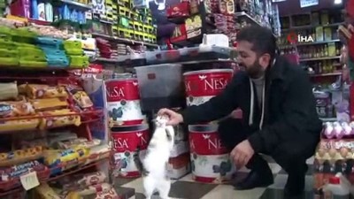 fitrat -  Rize'nin 'Kanki'si...Esnaf ile Kanki isimli kedinin dostluğu hayran bırakıyor  Videosu