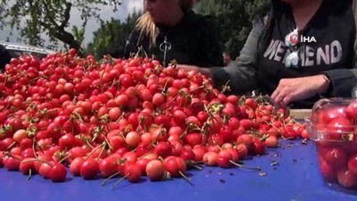 kuzey yarim kure -  İlk kiraz 250 liradan satıldı  Videosu