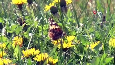  Konya'da 'Diken Kelebekleri' renkli görüntüler oluşturdu