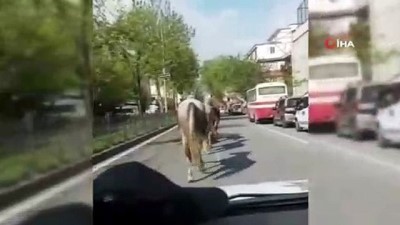  Firari atlar trafiği birbirine kattı 