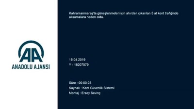 kacis - Güneşlenmeleri için ahırdan çıkarılan atlar kaçınca -MOBESE - KAHRAMANMARAŞ  Videosu