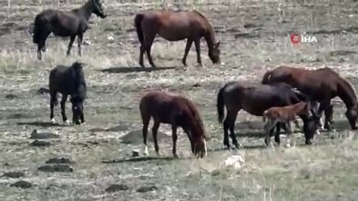  Kars’ta yılkı atları görüntülendi 