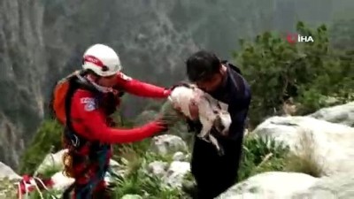  Kayalıklarda mahsur kalan 3 keçi, 6 saatlik operasyonla kurtarıldı 
